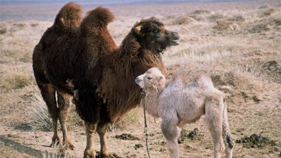 story-of-the-weeping-camel